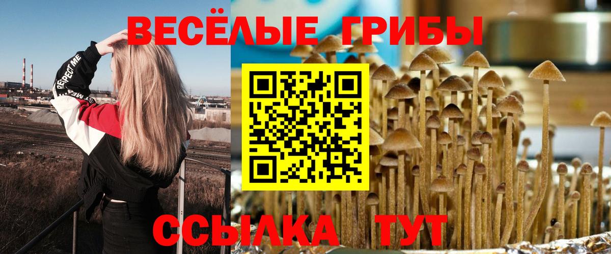 Галлюциногенные грибы Psilocybe  Жуковский 